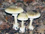 Amanita phalloides