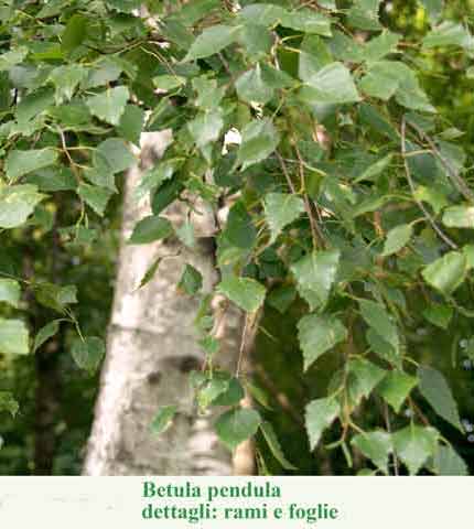 Betula pendula dettagli