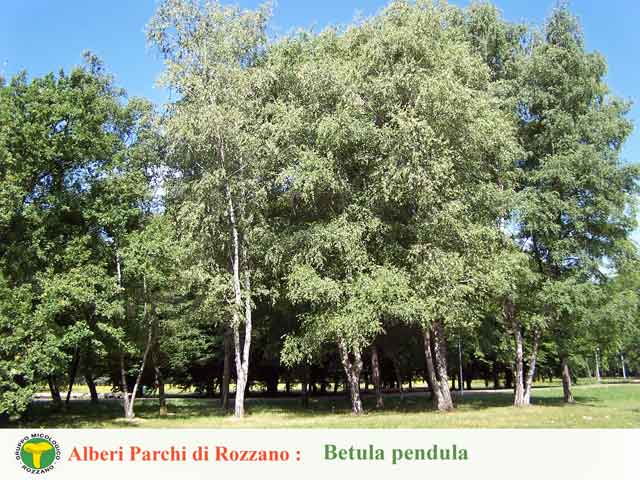 Betula pendula