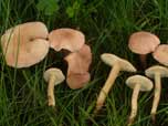 Calocybe carnea 