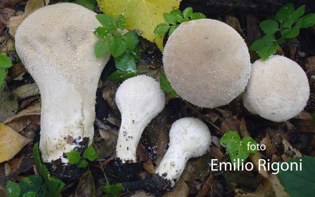 Calvatia excipuliformis