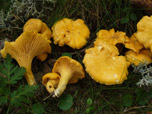 Cantharellus cibarius