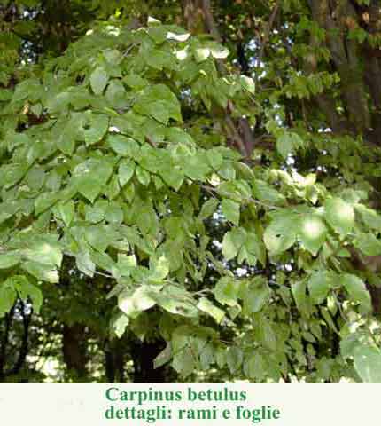 Carpinus betulus