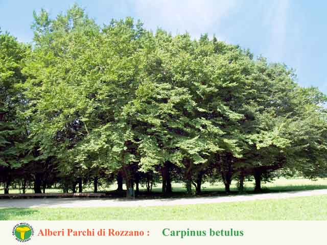 Carpinus betulus
