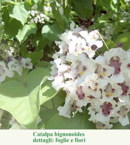 Catalpa bignonoides