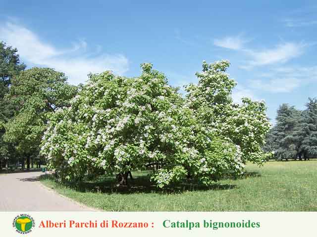 Catalpa bignonoides 