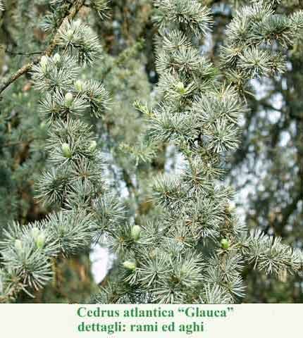 Cedrus atlantica glauca