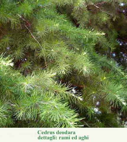 Cedrus deodara