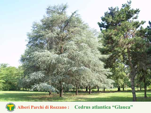 Cedrus atlantica glauca