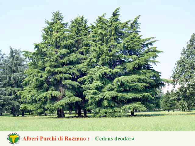 Cedrus deodara