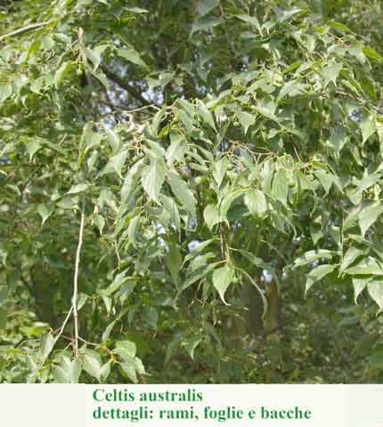 Celtis australis