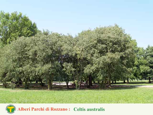 Celtis australis