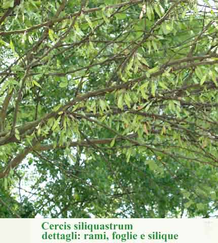 Cercis siliquastrum