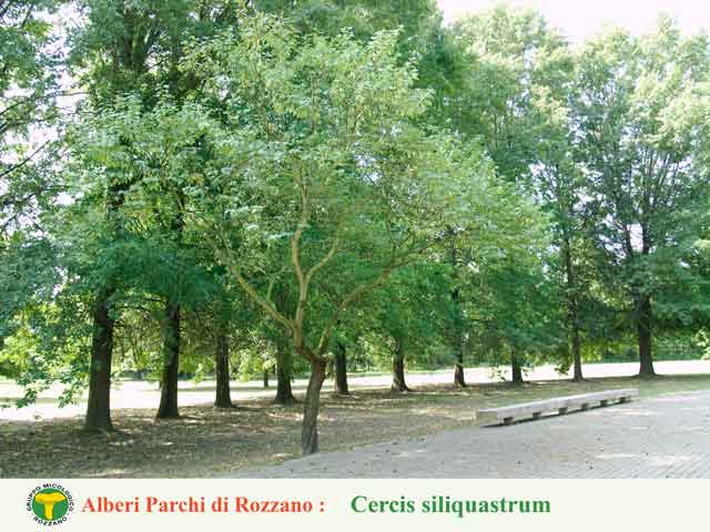 Cercis siliquastrum