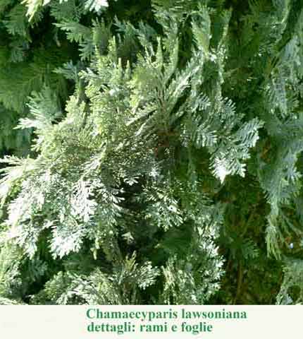 Chamaecyparis lawsoniana