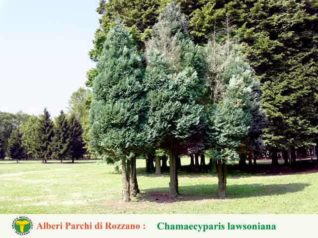 Chamaecyparis lawsoniana