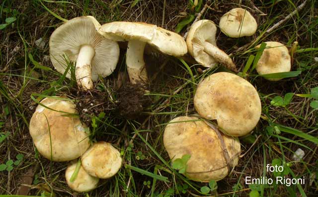Chamaemyces fracidus