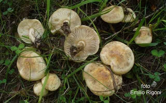 Chamaemyces fracidus