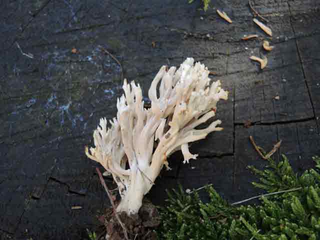 clavulina coralloides