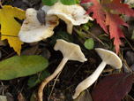 Clitocybe candicans