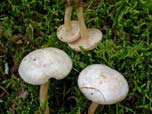 Clitocybe dealbata