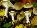 Clitocybe nebularis 