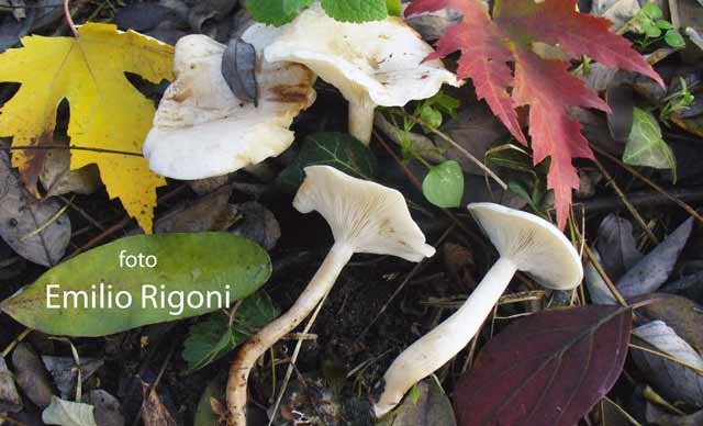 Clitocybe candicans