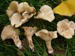 Clitocybe nitrophila