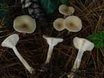 Clitocybe subspadicea