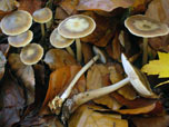 Collybia buthyracea 