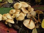 Collybia dryophila