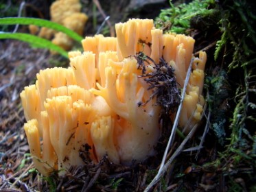 Ramaria cfr. flava