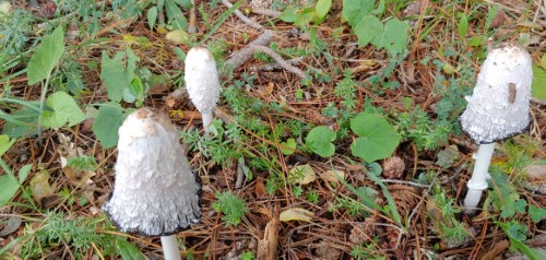 Coprinus comatus