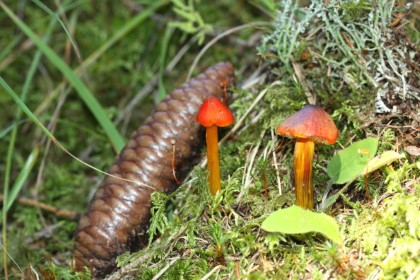 Hygrocybe conica