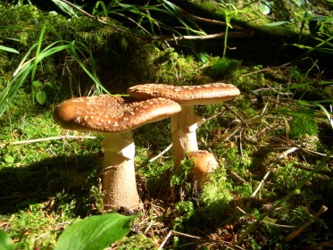 Amanita rubescens