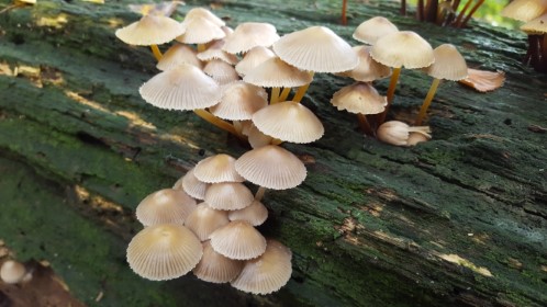 Mycena inclinata