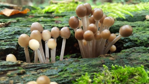 Mycena inclinata