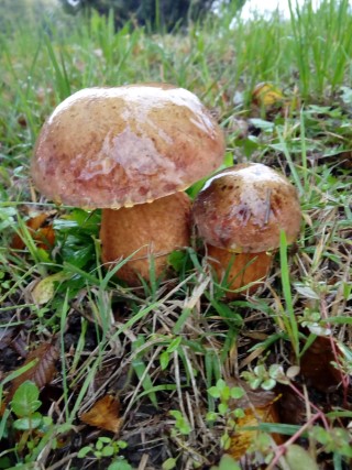 Boletus luridus