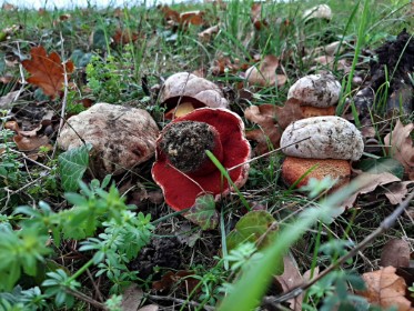 Boletus rhodoxanthus