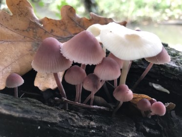 Mycena haematopus