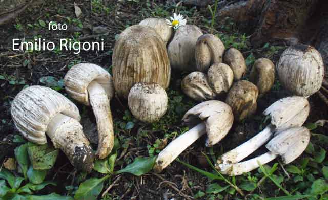 Coprinus atramentarius