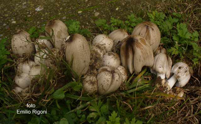 Coprinus atramentarius