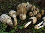 Coprinus atramentarius 