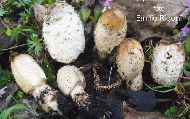 Coprinus comatus 