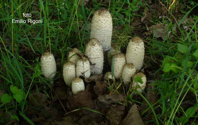 Coprinus comatus