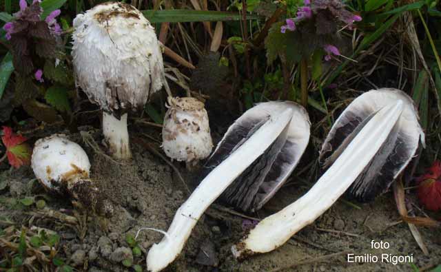 Coprinus comatus