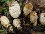 Coprinus comatus