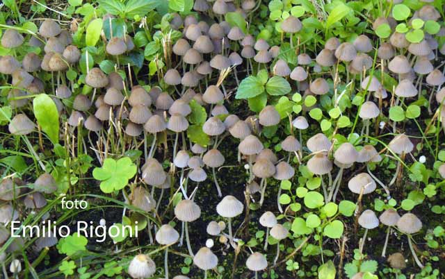 Coprinus disseminatus