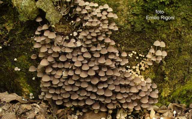 Coprinus disseminatus