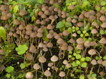 Coprinus disseminatus